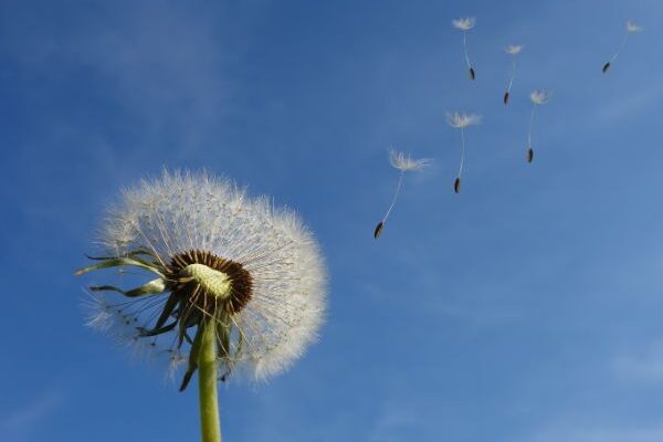 35 Frases de Primavera para Compartilhar nas Redes Sociais